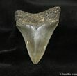 Inch Georgia Megalodon Tooth #698-1